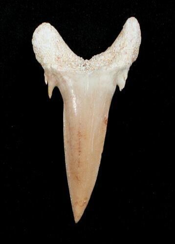 Carcharias (Extinct Sand Tiger) Shark Tooth - Eocene #3418